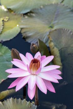 Pink water lily Nymphaea blooms in the Corkscrew Swamp Sanctuary in Naples, Florida