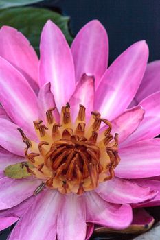 Pink water lily Nymphaea blooms in the Corkscrew Swamp Sanctuary in Naples, Florida