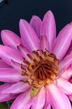 Pink water lily Nymphaea blooms in the Corkscrew Swamp Sanctuary in Naples, Florida