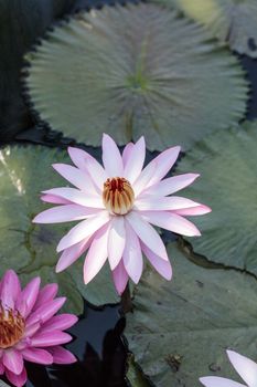 Pink water lily Nymphaea blooms in the Corkscrew Swamp Sanctuary in Naples, Florida