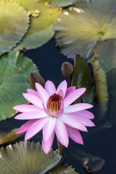 Pink water lily Nymphaea blooms in the Corkscrew Swamp Sanctuary in Naples, Florida