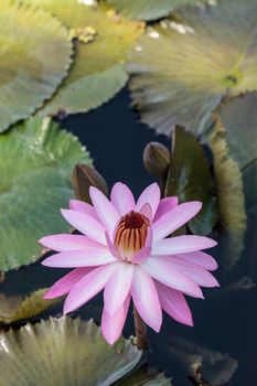 Pink water lily Nymphaea blooms in the Corkscrew Swamp Sanctuary in Naples, Florida