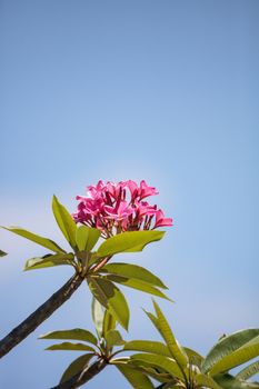 Cancun Pink Plumeria flower blooms against a blue sky in Naples, Florida