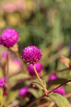 Gomphrena globosa Purple flower blooms in a garden in Naples, Florida