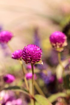 Gomphrena globosa Purple flower blooms in a garden in Naples, Florida