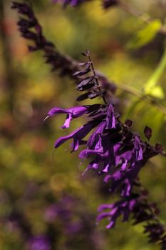 Purple Salvia ‘Phyllis fancy’ flower blooms in a garden in Naples, Florida