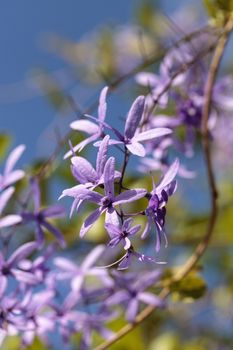 Purple flowers known as queen’s wreath Petrea volubilis hangs from a vine