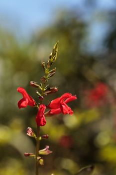 Red Salvia ‘Phyllis fancy’ flower blooms in a garden in Naples, Florida