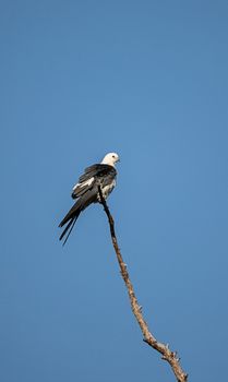Swallow-tailed kite perches high in a tree and preens his feathers in the Corkscrew Swamp Sanctuary of Naples, Florida