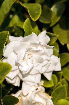 White gardenia blooms in a garden in spring in Naples, Florida