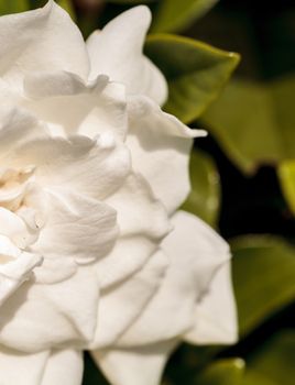 White gardenia blooms in a garden in spring in Naples, Florida