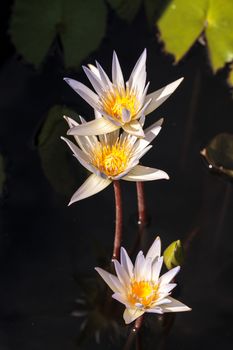 White water lily Nymphaea blooms in the Corkscrew Swamp Sanctuary in Naples, Florida