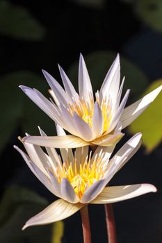 White water lily Nymphaea blooms in the Corkscrew Swamp Sanctuary in Naples, Florida