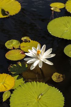White water lily Nymphaea blooms in the Corkscrew Swamp Sanctuary in Naples, Florida