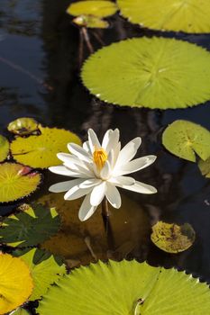 White water lily Nymphaea blooms in the Corkscrew Swamp Sanctuary in Naples, Florida