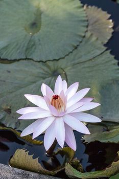 White water lily Nymphaea blooms in the Corkscrew Swamp Sanctuary in Naples, Florida