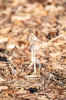 Ivory bonnet  mushroom Mycena flavoalba grows wild in a wooded area in Naples, Florida