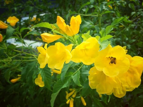 Bee with Yellow trumpet flower