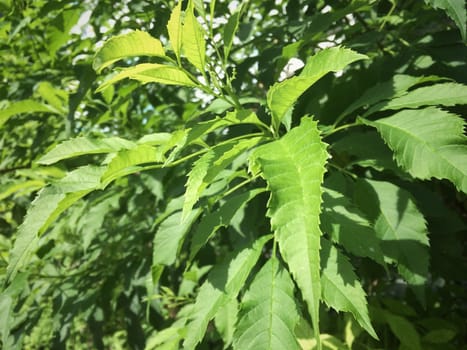 Trumpet flower leaf green