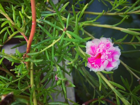 Pink Portulaca flower nature