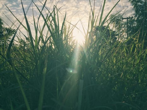 Morning grass on nature