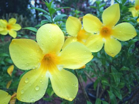 Rain drops Yellow Allamanda flower