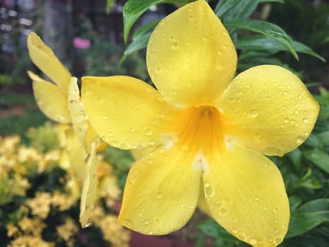 Rain drops Yellow Allamanda flower