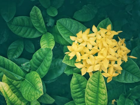 Yellow ixora on nature green background