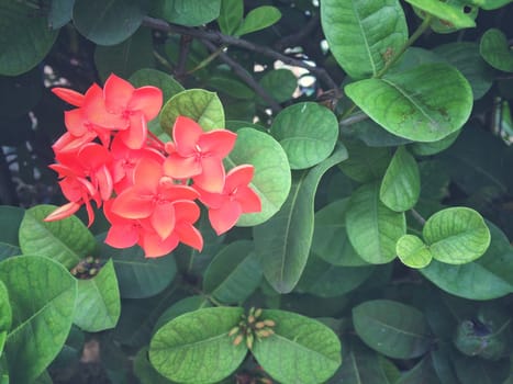 Red ixora flower nature