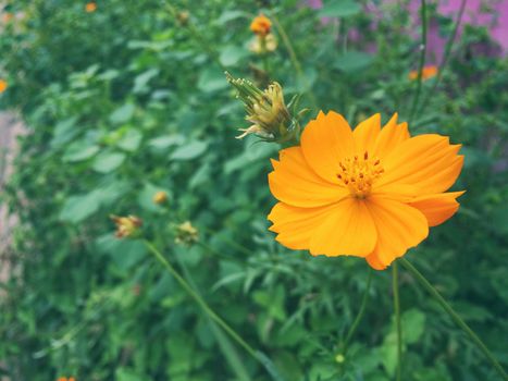 Orange starburst flower