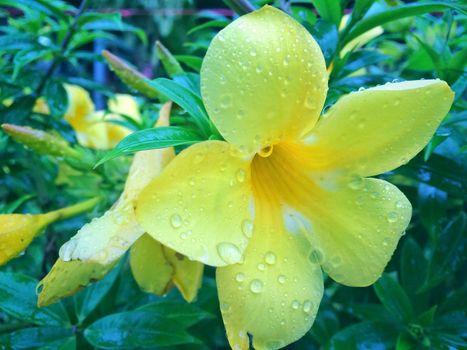 Rain drops Yellow Allamanda flower