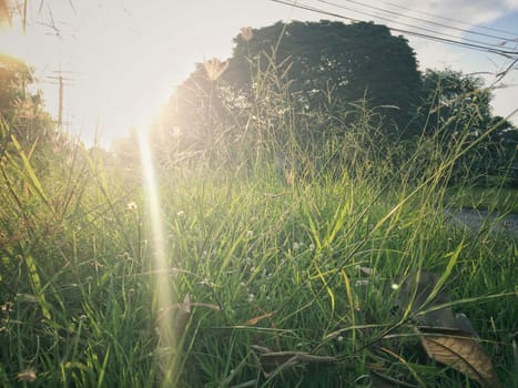 Morning grass on nature