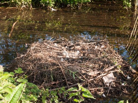 empty mute swan nest with one egg spring time twigs pile; essex; england; uk