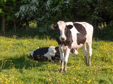 close up portrait and black and white dairy cow in farm field spring; essex; england; uk