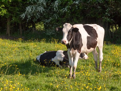 close up portrait and black and white dairy cow in farm field spring; essex; england; uk