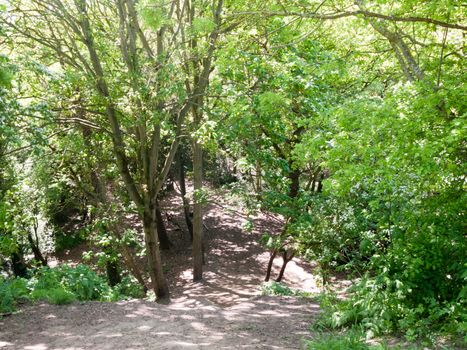 spring woodland grove canopy green trees new fresh growth background steep hill; essex; england; uk