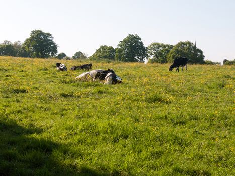 cows grazing resting in field spring day dairy farm meat; essex; england; uk