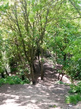 spring woodland grove canopy green trees new fresh growth background steep hill; essex; england; uk