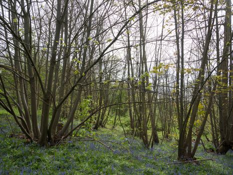 inside forest woodland spring with blue bells flowers across floor; essex; england; uk