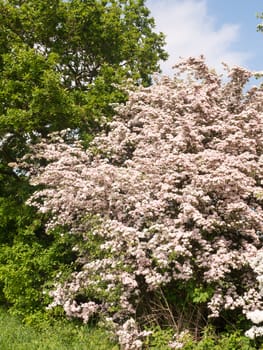 beautiful spring tree with pink white blossom full nature special; essex; england; uk