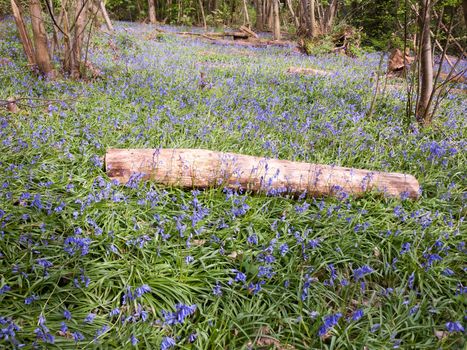 inside forest woodland spring with blue bells flowers across floor; essex; england; uk