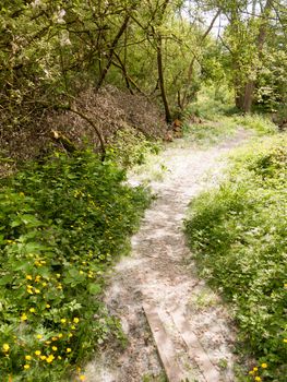 spring footpath passage trek trail through grove meadow wildflowers spring new fresh light day; essex; england; uk