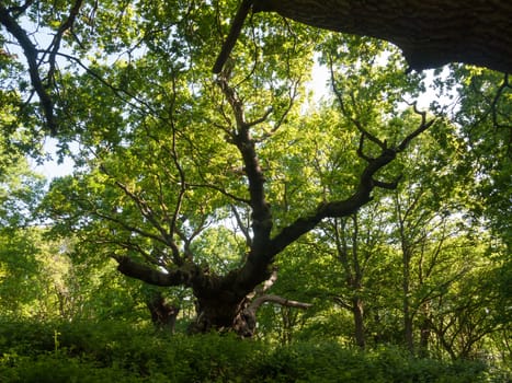 large oak tree trunk side view inside forest canopy overheard background nature; essex; england; uk