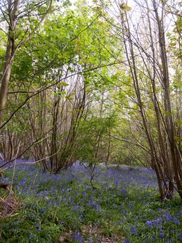 inside forest woodland spring with blue bells flowers across floor; essex; england; uk