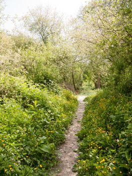 spring footpath passage trek trail through grove meadow wildflowers spring new fresh light day; essex; england; uk