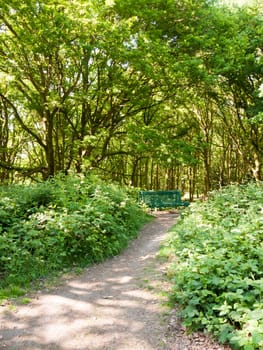 lush woodland landscape background with empty green chair and path; essex; england; uk