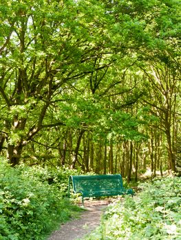 lush woodland landscape background with empty green chair and path; essex; england; uk