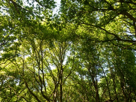 woodland forest green lush tree canopy background nature texture; essex; england; uk