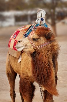 Portrait of turkish camel near Goreme, Turkey