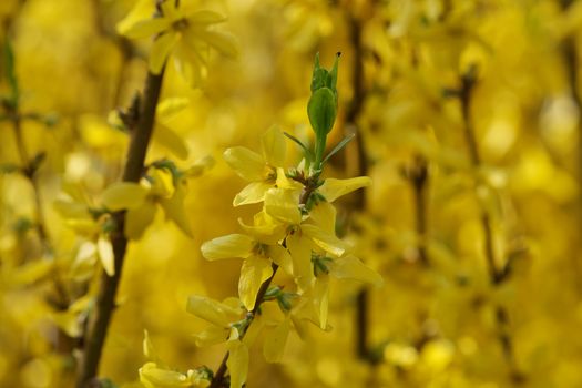 Yellow flowers of forsythia in spring sunny day